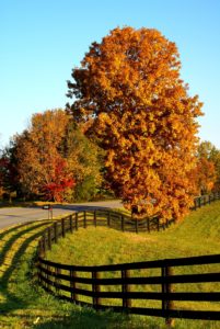 Fall In Bardstown, Kentucky